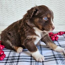 Ruby - Red tri-color female Australian Shepherd puppy in Mountain Grove, Missouri from K Bar H Farms