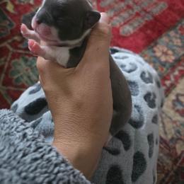 Summit - Fawn and white female French Bulldog puppy in Asheville, North Carolina from MTO KENNELS