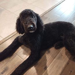 Goldendoodle All Grown Up from Veteran Goldendoodles