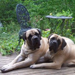 Mastiff All Grown Up from Mountainview Mastiffs