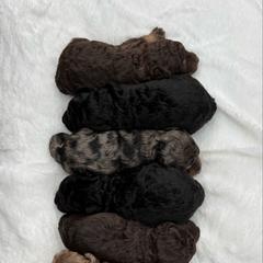 Australian Mountain Doodle puppies from 10-Acre Woods Cockapoos