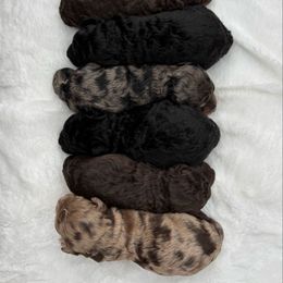 Australian Mountain Doodle puppies from 10-Acre Woods Cockapoos