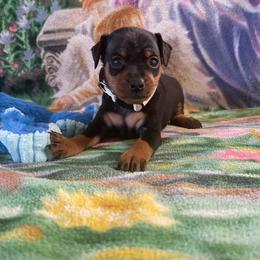 Max - Black and rust male Miniature Pinscher puppy in Lancaster, Missouri from White Stone Ranch