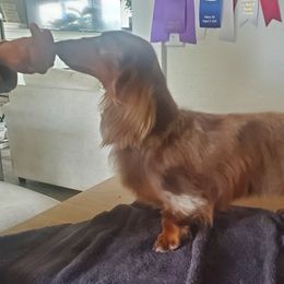 Dachshunds from G & G Kennel