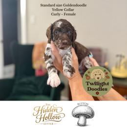 Button - Yellow Collar - Merle female Goldendoodle puppy in Garland, Texas from Twilight Doodles