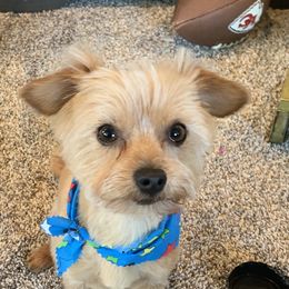 Assorted Doodle Crosses and Morkies from Countryside Doodles and Mohr