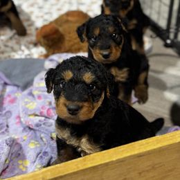 Airedale Terrier Puppies from Farm 55