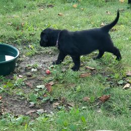 Golde - Black female Flat-Coated Retriever puppy in Stillwater, Minnesota from Whirlwind Flat-Coated Retrievers