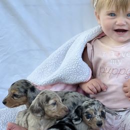 Dachshunds from Flying G Dachshund
