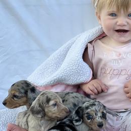 Dachshunds from Flying G Dachshund