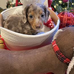 Starlord -Peter -Red - Dapple male Dachshund puppy in Pittsburg, California from Super Hero Dachshunds