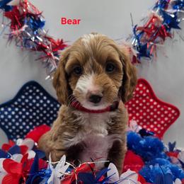 Bear - Apricot male Goldendoodle puppy in Summerville, South Carolina from Channys Doodles