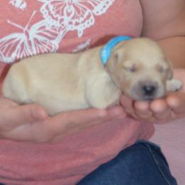 Aqua - Golden female Golden Retriever puppy in Webster City, Iowa from Whispering Pines Precious Puppies