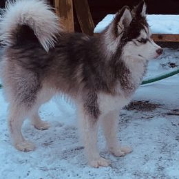 Efreet - Siberian Husky