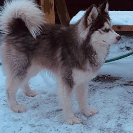 Efreet - Siberian Husky