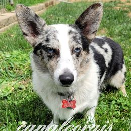 Kira - American Corgi
