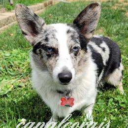 Kira - American Corgi