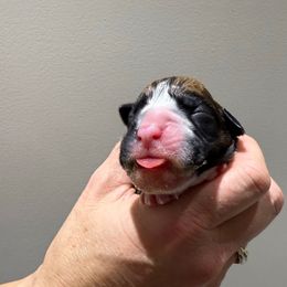 Girl 4 - Fawn female Boxer puppy in Jamesville, New York from Reynolds Homestead Boxers