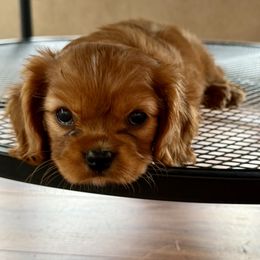Cavalier King Charles Spaniel Puppies from Reynolds Farms Cavaliers