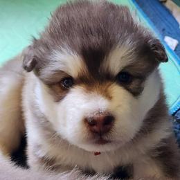 HEX,  red collar - Red and white female Alaskan Malamute puppy in Grayson County, Virginia from River Bend Malamutes