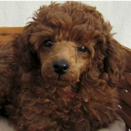 Poodles from Sweet Honey Poodles
