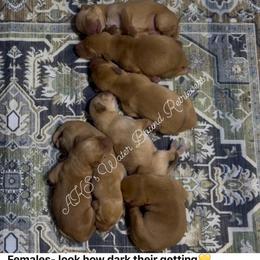 Boy 1 - Yellow male Labrador Retriever puppy in Newport, North Carolina from AKS’s Water Bound Retrievers