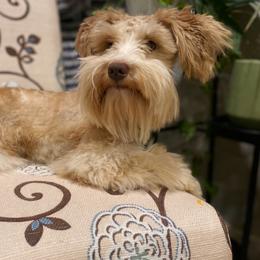 Sienna - Miniature Schnauzer