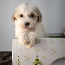 Sage Pink Girl - Cream female Goldendoodle puppy in Lafayette, Alabama from Sweethaven Kennels