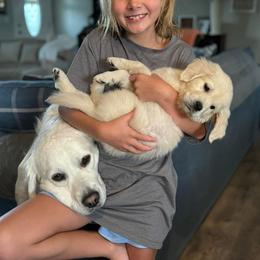Golden Retriever Puppies from Mule City Kennels
