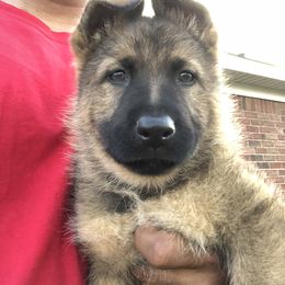 German Shepherd Puppies from Guamany K9 Vomhaus