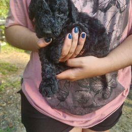 Girl 3 - Poodle puppy from JEN's Poodles