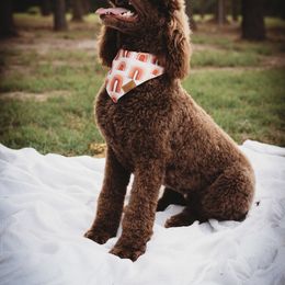 Whiskey  - Poodle