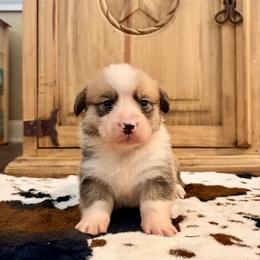 Boy 3 - Red male Pembroke Welsh Corgi puppy in Johnson City, Texas from McCall Creek Corgis