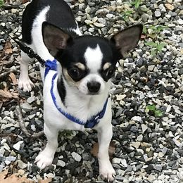 Little Man - Chihuahua