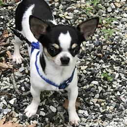 Little Man - Chihuahua