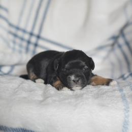Buttermilk - Black and white male Shichon puppy in Delta, Colorado from PTK Ranch