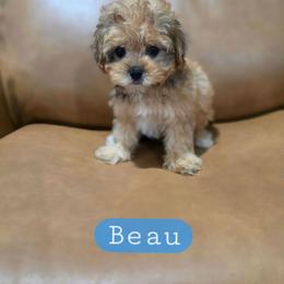 Beau - male Cavapoochon puppy in Bullard, Texas from Cavapoochon Central LLC