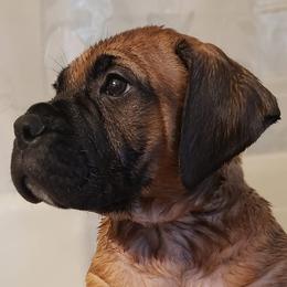 Bullmastiffs and French Bulldogs from Brick Wall Bullies