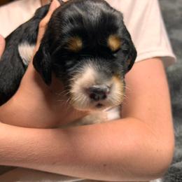 Prissy - Black white and tan female English Springer Spaniel puppy in Battle Creek, Michigan from Eden Springer Spaniels