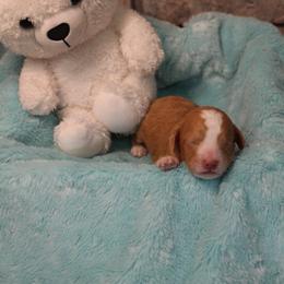 Tide - Red male Aussiedoodle puppy in Nephi, Utah from Peachydoodlepups