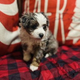 Cupid - Blue merle female Aussiedoodle puppy in Ririe, Idaho from Diamond H Puppies
