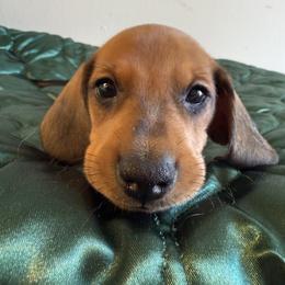 Dachshund All Grown Up from Hotdawgz standard AKC dachshunds