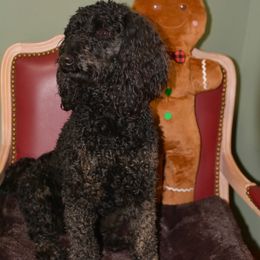 Tilly - Aussiedoodle