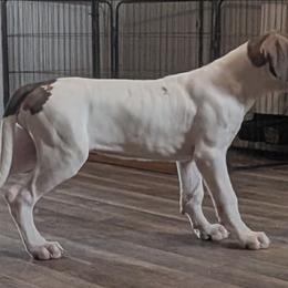 Goody - Fawn female Great Dane puppy in Bay City, Michigan from Monarch Danes