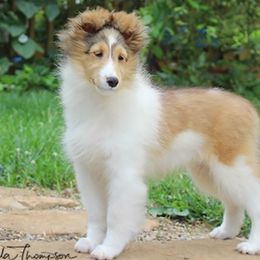 Shetland Sheepdog Puppies from Hillbrae Shetland Sheepdogs