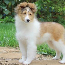 Shetland Sheepdog Puppies from Hillbrae Shetland Sheepdogs