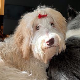 Tina - Labradoodle