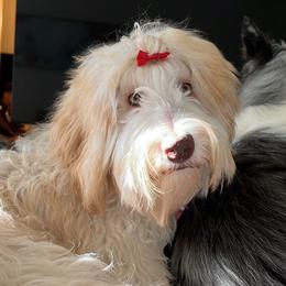 Tina - Labradoodle