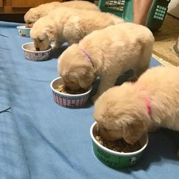 Golden Retriever Puppies from Falkinburg Goldens