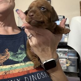 Red Velvet - Red female Dachshund puppy in Lubbock, Texas from It’s a Hot Mess